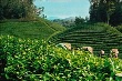 "Mở đường" cho công nghệ cao vào nông nghiệp